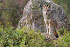 Europischer Grauwolf