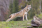 Europischer Grauwolf