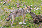 Europischer Grauwolf