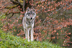 Europischer Grauwolf