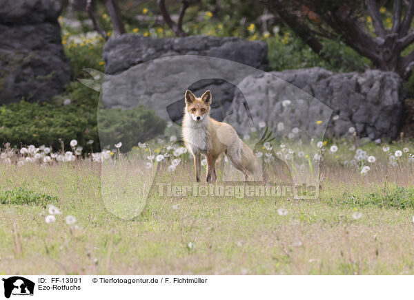 Ezo-Rotfuchs / Ezo red fox / FF-13991