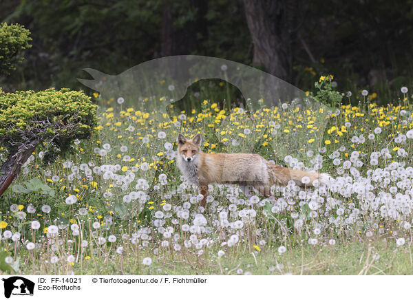 Ezo-Rotfuchs / Ezo red fox / FF-14021