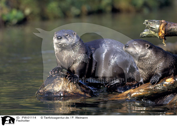Fischotter / Otter / PW-01114