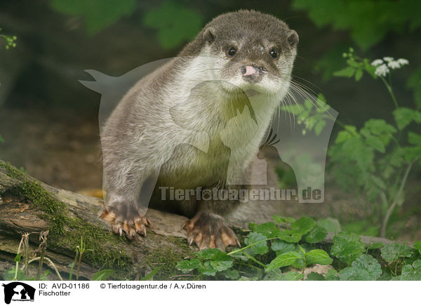 Fischotter / Common otter / AVD-01186