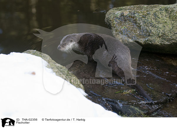 Fischotter / European otter / THA-02356