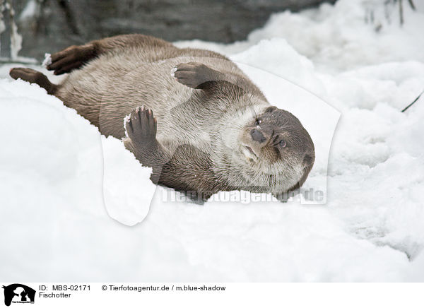Fischotter / European otter / MBS-02171