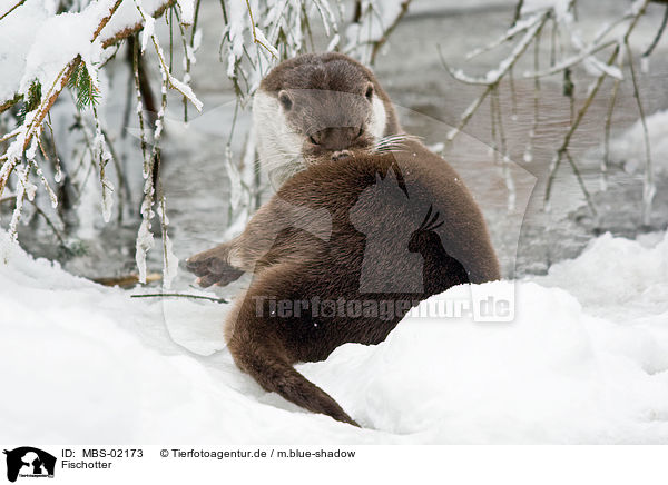 Fischotter / European otter / MBS-02173