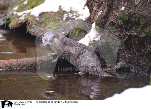 Fischotter / european otter / DMS-01498