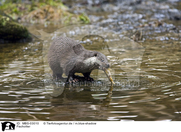 Fischotter / common otter / MBS-03010