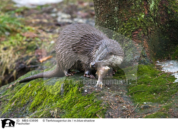 Fischotter / common otter / MBS-03696