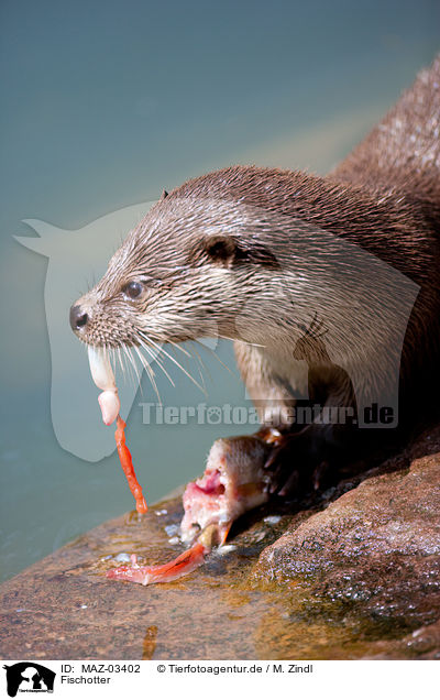 Fischotter / common otter / MAZ-03402