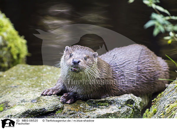 Fischotter / common otter / MBS-08520
