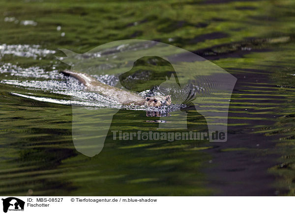 Fischotter / common otter / MBS-08527