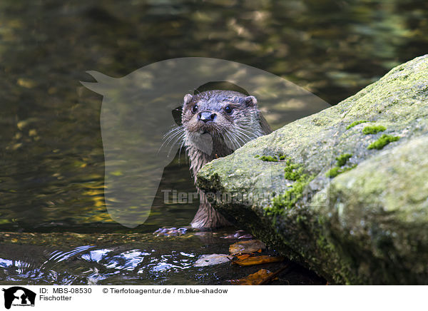 Fischotter / common otter / MBS-08530