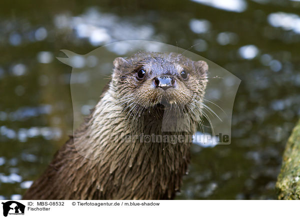 Fischotter / common otter / MBS-08532