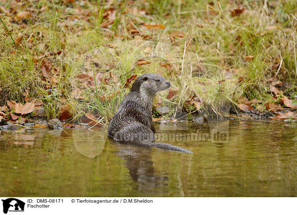 Fischotter / Eurasian otter / DMS-08171