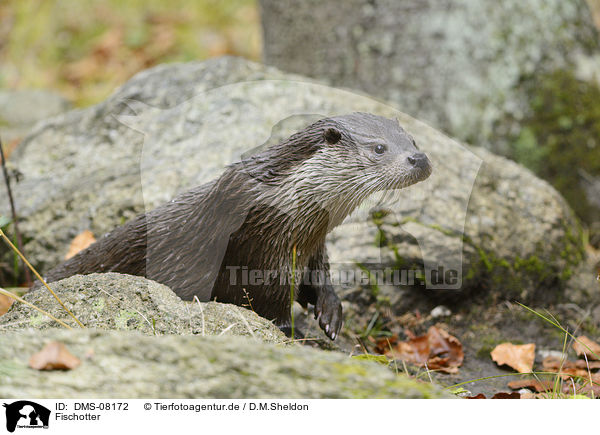 Fischotter / Eurasian otter / DMS-08172
