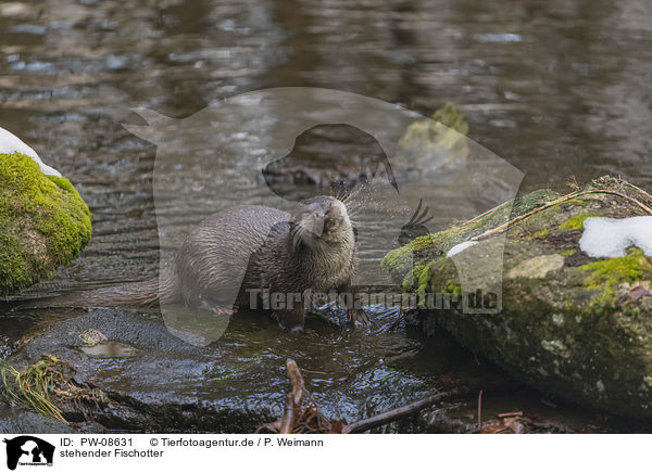 stehender Fischotter / standing European Otter / PW-08631