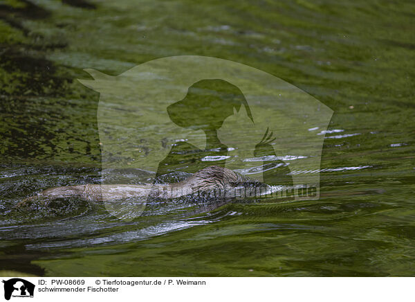 schwimmender Fischotter / swimming European Otter / PW-08669