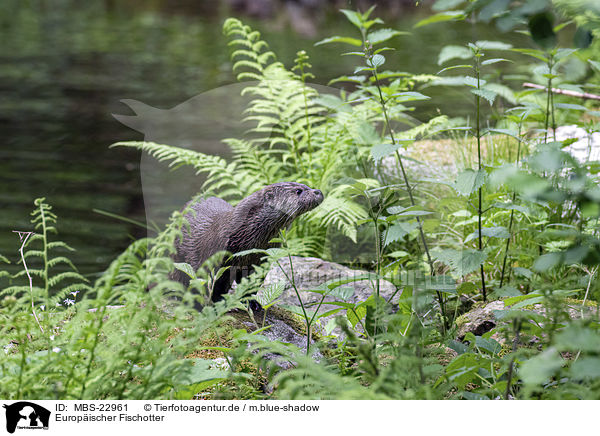 Europischer Fischotter / common otter / MBS-22961