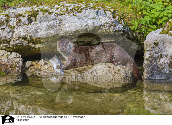 Fischotter / common otter / PW-10335
