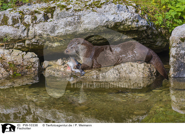 Fischotter / common otter / PW-10336