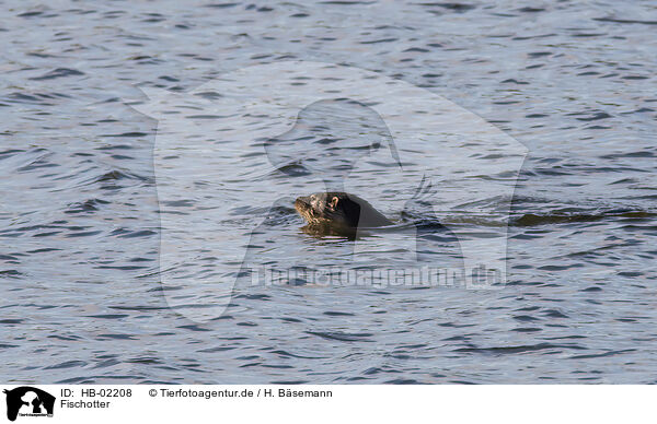 Fischotter / Eurasian otter / HB-02208