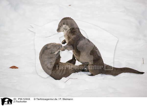 2 Fischotter / 2 common otter / PW-12444