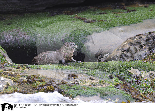 Fischotter / common otter / FF-13988
