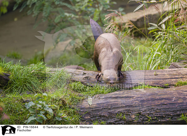 Fischotter / Eurasian otter / PW-16644