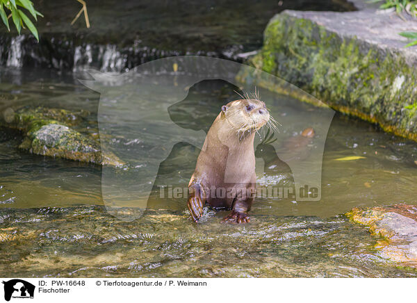 Fischotter / Eurasian otter / PW-16648