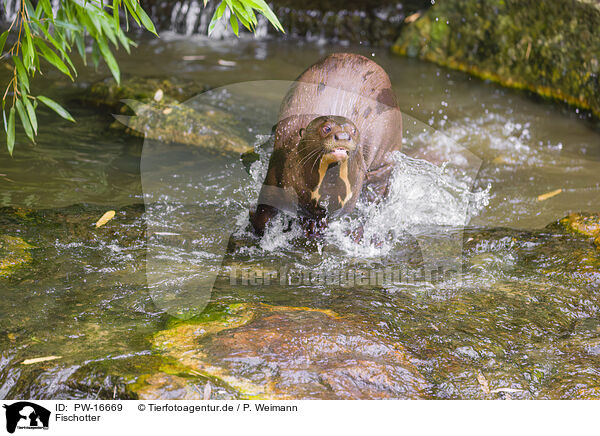 Fischotter / Eurasian otter / PW-16669