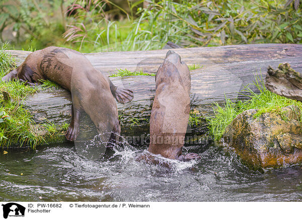 Fischotter / Eurasian otter / PW-16682