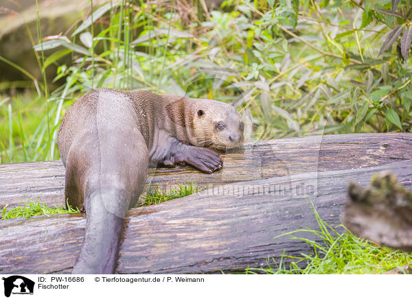 Fischotter / Eurasian otter / PW-16686