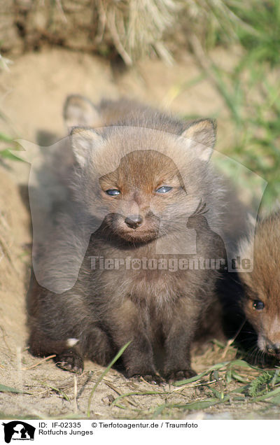 Rotfuchs Junges / red fox cub / IF-02335