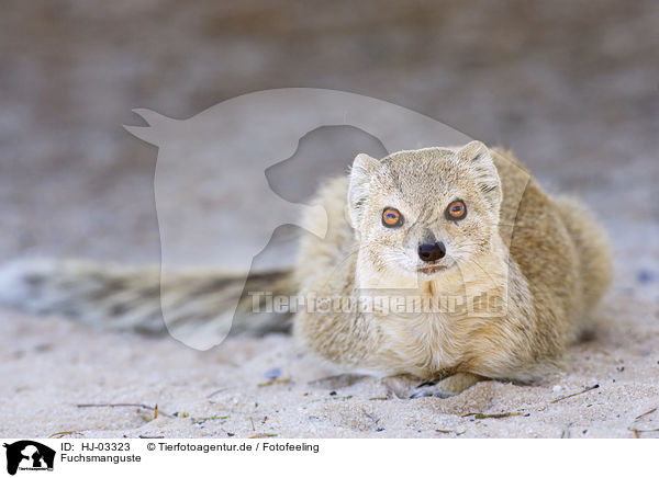 Fuchsmanguste / yellow mongoose / HJ-03323