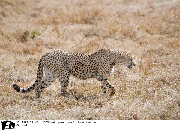 Gepard / hunting-leopard / MBS-01149