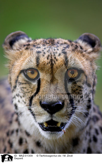 Gepard / hunting-leopard / MAZ-01309