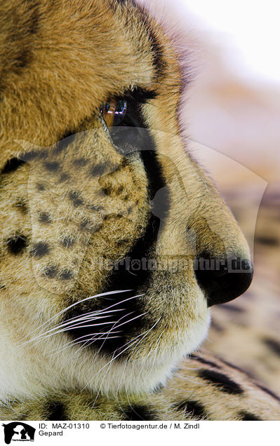 Gepard / hunting-leopard / MAZ-01310
