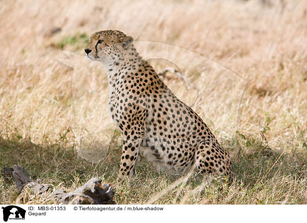 Gepard / hunting-leopard / MBS-01353