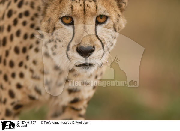 Gepard / cheetah / DV-01757