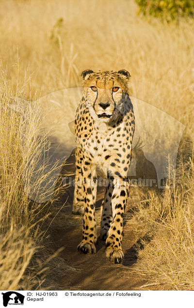 Gepard / cheetah / HJ-01963