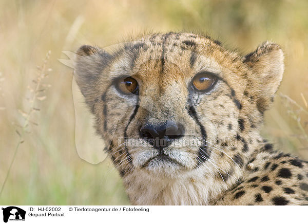 Gepard Portrait / HJ-02002