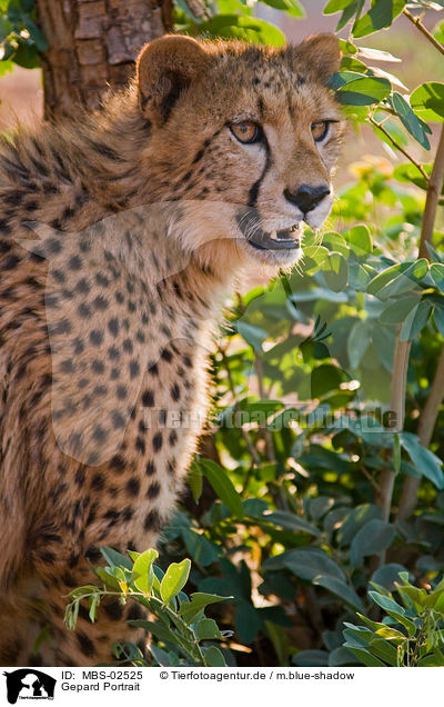 Gepard Portrait / cheetah portrait / MBS-02525