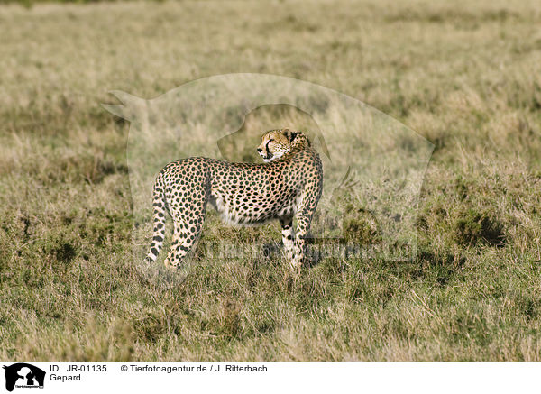 Gepard / cheetah / JR-01135