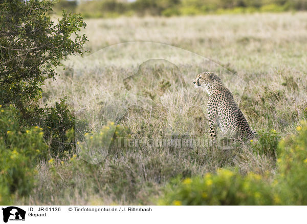 Gepard / cheetah / JR-01136