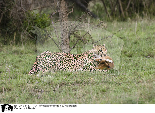 Gepard mit Beute / cheetah with prey / JR-01137