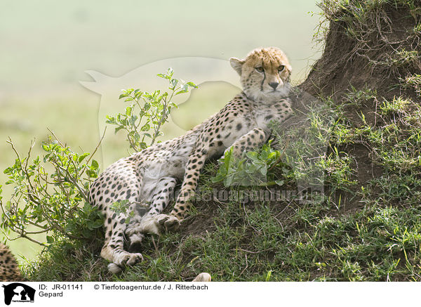 Gepard / cheetah / JR-01141