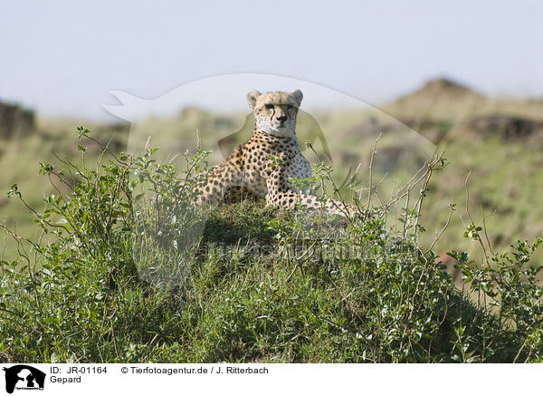 Gepard / cheetah / JR-01164