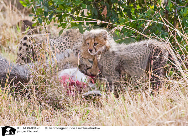 junger Gepard / young cheetah / MBS-03428